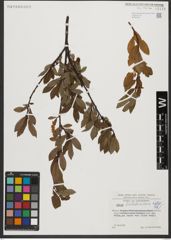 Foto von Salix waldsteiniana Willd.